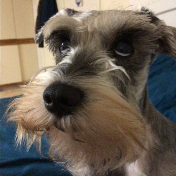 Meet your Posher, Claudia - Picture 1 of 1